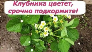 Подкормка клубники во время цветения: чем удобрять, корневая и внекорневая, рецепты обильного урожая