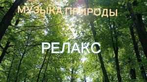 Лесная прогулка. Расслабление! Релакс!