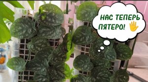 РАЗРЕЗАЛА МОНСТЕРУ ДУБИА ВМЕСТЕ С ТОТЕМОМ ! 😶🌫️ 🪚ОТКРЫВАЮ ТОТЕМНЫЕ СЕКРЕТЫ.