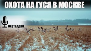 ТАКТИКА ОХОТЫ НА ГУСЯ В МОСКОВСКОЙ ОБЛАСТИ И ВОКРУГ 🔴ОХОТРАДИО