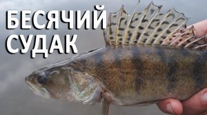 🔥 Неправильный СУДАК. Подобрал КЛЮЧИК и переломил его МЕРЗКИЙ характер 🔥