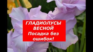 Гладиолусы от А до Я: правильная обработка и посадка для новичков