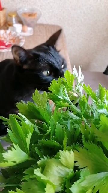 ЗЕЛЁНЫЕ РАЗБОЙНИКИ😻 смотреть онлайн