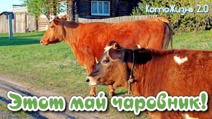 Этот май чаровник!