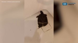 В Калуге в «Фениксе» выхаживают сбитую болотную черепаху