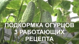 Народная подкормка огурцов: 3 рецепта (дрожжи, зола, травяной настой) для роста и плодоношения