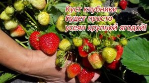 Борная кислота для клубники: подкормка для урожая, массового плодоношения и крупной ягоды