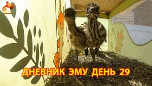 Дневник страусят Эму день 29
