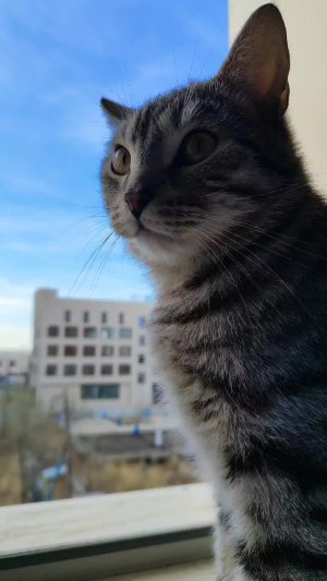 кот на подоконнике.