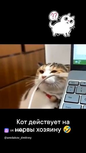 кот доводит хозяина))) у кого какой же?