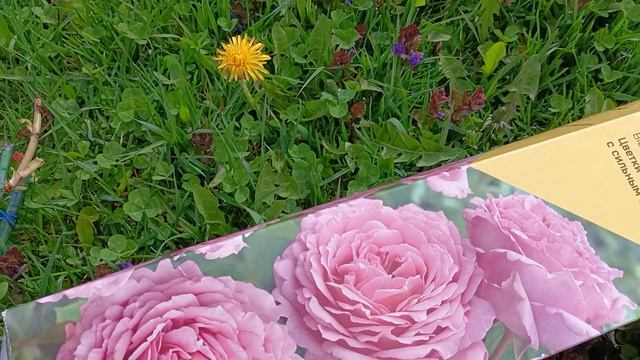 Не смогла пройти мимо. Купила розы.