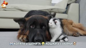 Котята и щенята 🐈🐶 Кошки и собаки 🤗 Про животных (25)