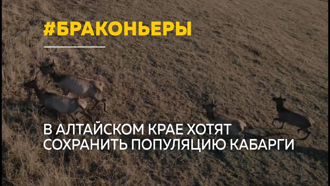 В Алтайском крае обсуждают проект по спасению популяции сибирской кабарги смотреть онлайн