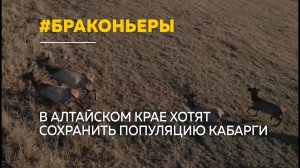 В Алтайском крае обсуждают проект по спасению популяции сибирской кабарги