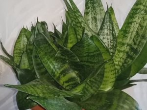 Кашпо Треснуло Срочная пересадка Сансевиерии (Sansevieria Hahnii)