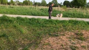 Прекрасный вечер 20.05.26 #западносибирская_лайка #мари_мистик