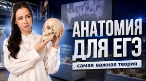 Вся самая важная теория по АНАТОМИИ для ЕГЭ по биологии | Жанна Казанская | Умскул