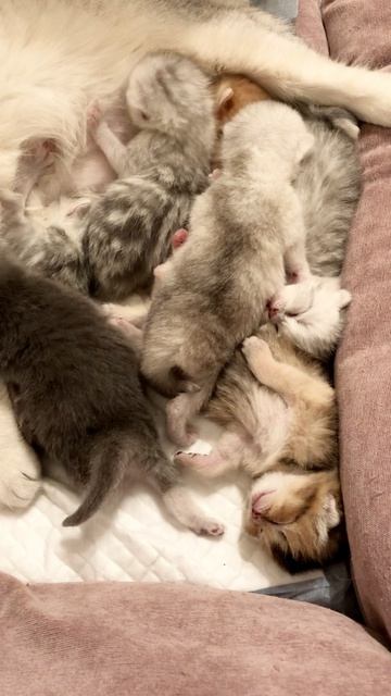 Котятам 8 дней.