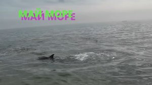 МАЙ26  РЫБОБЗОР