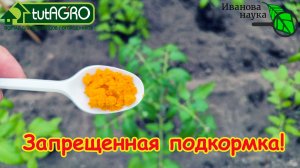 🍅 Эта подкормка ЗАПРЕЩЕНА! Даже 1 ложка лишит вас УРОЖАЯ и отнимет весь ваш труд 🤫
