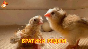 Цыплёнок только что выбрался из скорлупы, а рядом уже возятся его старшие братья