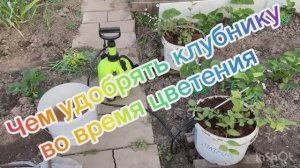 Чем удобрять клубнику во время цветения