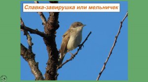 Славка-завирушка или мельничек - самая маленькая наша славка. Поёт