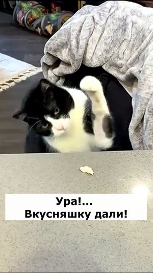 Вкусняшка. Астральные котики.#котик #нежность #юмор #прикол #шутка #позитив #настроение #отдых