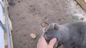 Южный кот Васька. Утепление еврокуба