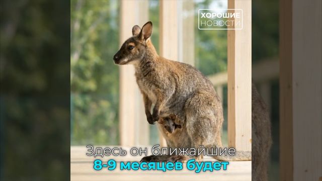 Крошечный кенгурёнок родился в зоопарке на Сахалине