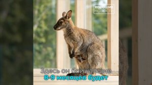 Крошечный кенгурёнок родился в зоопарке на Сахалине