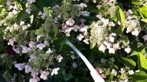 2478.  Кислым молочком поим гортензию.
