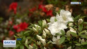 Массовое цветение рододендронов началось в нацпарке Сочи