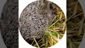 Сидим с Ёжиком на траве,вдвоём. Сидим и болтаем о чём-то.🙂🎤🦔