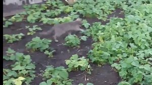 Клубнички хотите!?🍓 Надо поухаживать за ней! Всё о древесной золе!💥