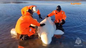 Белуха застряла на отмели во время отлива на Ольском лимане