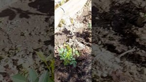 20260521_155440.mp4 Из мегаполиса уехали жить в деревню 🏡