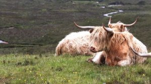 BEAUTIFUL SCOTLAND   Drone Aerial View   Free stock footage   Free HD Videos - no copyright
