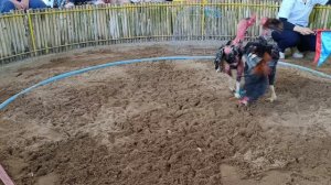 Петушиные бои во Вьетнаме