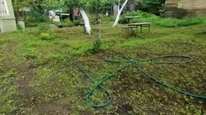 95-.Дача.Газон прорастает!! Сливы удаляем! посадила новиночки!03.08.22.