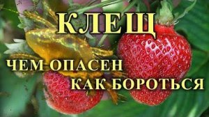 Клещ на клубнике: лечение, препараты, народные средства — чем опасен и как бороться