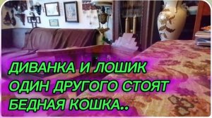 САМВЕЛ АДАМЯН, ОБЗОР ОТ СВЕТЛАНЫ БЕККЕР, ДИВАНКА И ЛОШИК ОДИН ДРУГОГО СТОЯТ, БЕДНАЯ КОШКА..