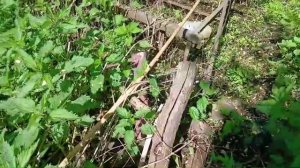 У нас вода а в воде рыба