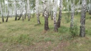 Березовый лес