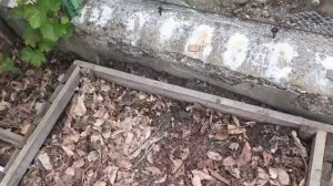 электрокультура на огороде. напряжение из хлама