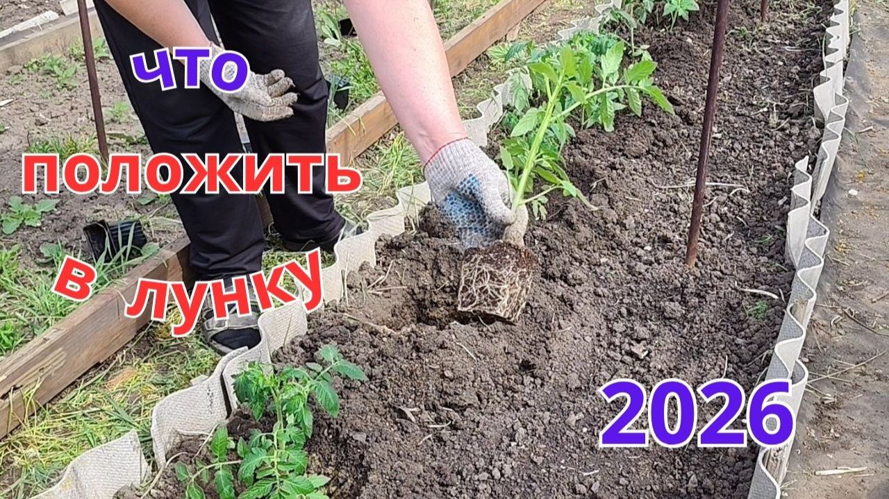 Положите это в лунку при посадке томатов и они быстро окрепнут.