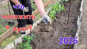 Положите это в лунку при посадке томатов и они быстро окрепнут.