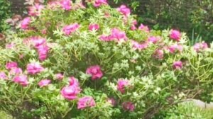 Шикарный древовидный пион за моим окном🌺