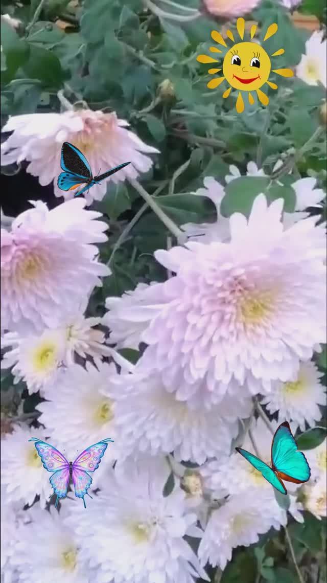 СКОРО ВО ВСЕХ САДАХ! смотреть онлайн