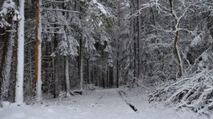 Beautiful Winter   Snowfall   Stock Footage   No Copyright Videos